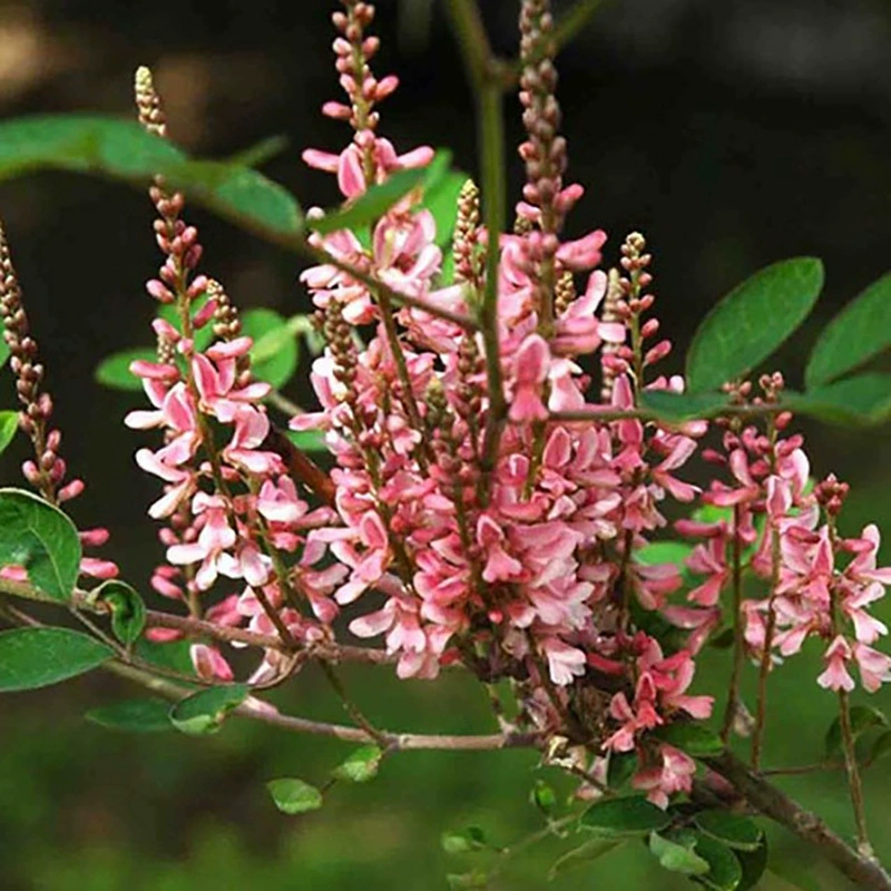 Многоцветная защита семян магнолии для защиты склонов