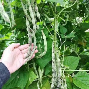 ����æ��Ƥ���ǷN�Ӄ������Ƕ������ﶹ���ͺ���o��ǷN��