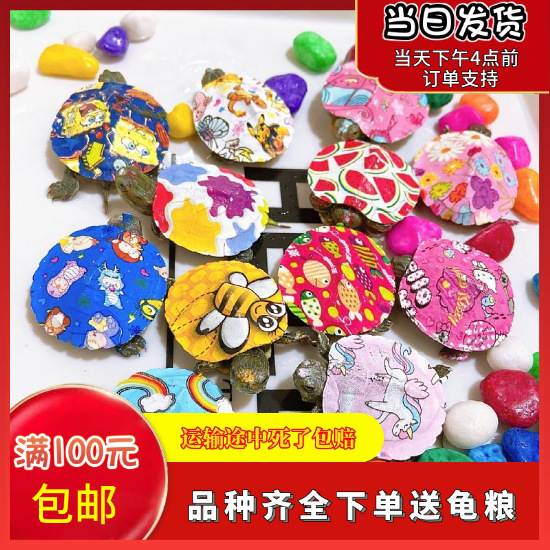 Colorful Little Turtles, Colorful Golden Brazilian Turtles, Grass Turtles, Street Stalls, Live Animals, Wholesale Small Turtles, Pet Turtles, Ornamental Turtles