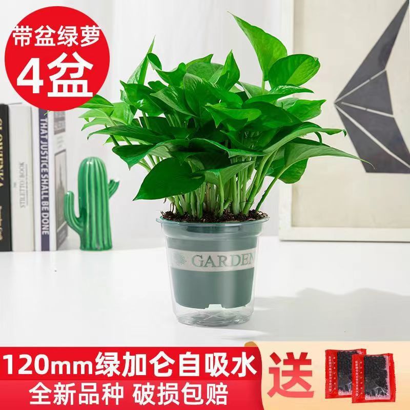 12Cm4 냄비 게으른 이중 냄비 흡수성 녹색 냄비 + 비료 4개 [작은 포토스]
