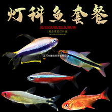 �t�G��ɏ����β�󹴇�����^�p�~С�͟Ꭷ�~Ⱥ�ΰ��]���B