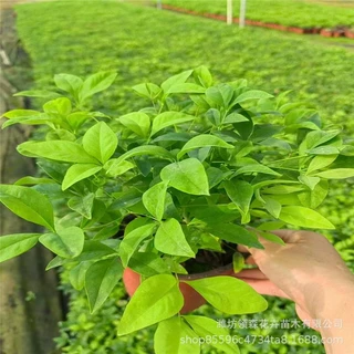 南天竹 火焰南天竹 绿化品种 耐旱耐寒彩色花卉  花镜工程园林苗