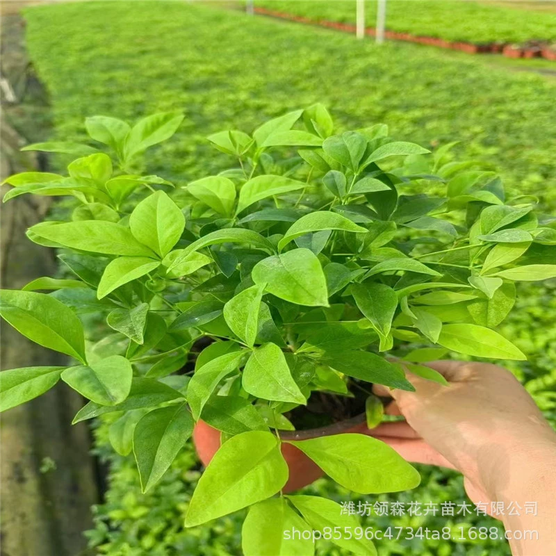 Нантянский бамбук, пламенный нантянский бамбук, сорта для зеленения, засухоустойчивые и морозостойкие красочные цветы, цветочные зеркальные садовые рассады