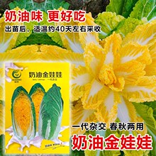 娃娃菜种子小白菜种籽高产黄心娃娃菜种籽小型白菜四季秋冬季蔬菜