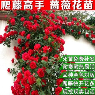 ��΢���� ����ͥԺ���Ի���ֲ���҃ȑ���Ժ���ļ��׻�Ժ�ӾGֲ��