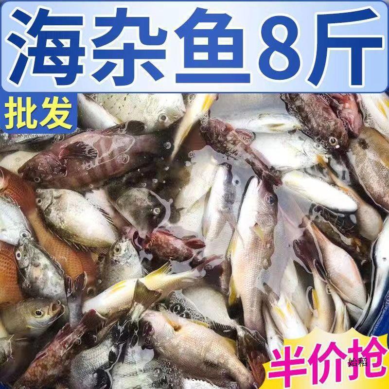 海杂鱼鲳鱼海鲜大杂烩新鲜海捕小黄鱼海水鱼包邮批发
