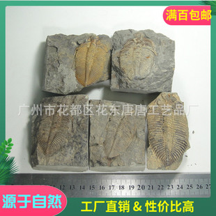Natural Crown boutique Crown trilobite fossil specimen original stone animal insect teaching collection ornaments
