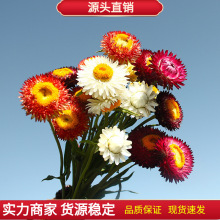 盆栽花种子 麦秆菊种子庭院花园阳台盆栽切草花种子景观绿化