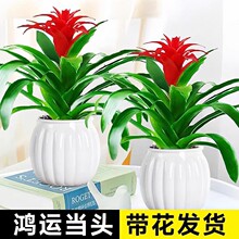 \^ԎСtkҺB׻ܼtPȩGֲ