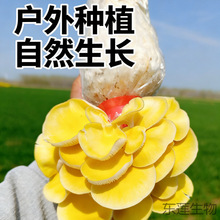 ������ֱ�l��Ģ���Nֲ���҃ȼ�ͥ�������ļ�����ˮ����Ģ������