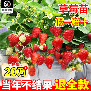 ���Ͳ�ݮ���ļ��Y�����Ԏ�����t�ѩ�҃ȿ͏d�̨�Nֲ��������