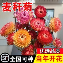 շNͥԺ̨лļN_DոɻԻN