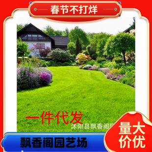 ����é�M�ڲݷN��ƺ�N�Ѹ���ë�ļ����o�²ݹ����������ݷN�Ӱ��]