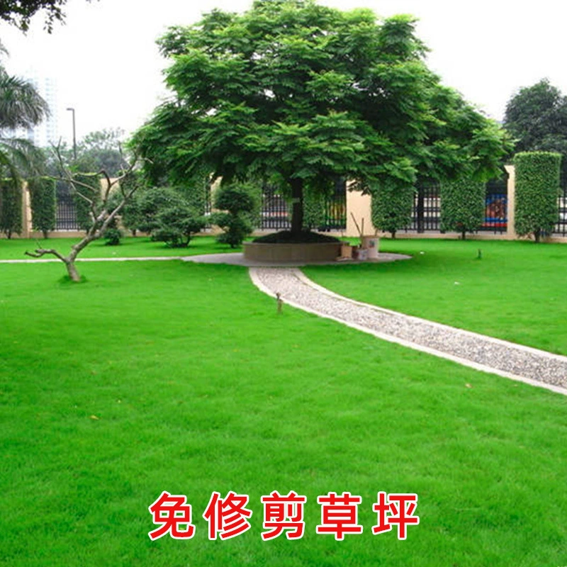 Семена травы ковровая трава Семена газонной травы Four Seasons вечнозеленая, устойчивая к батут, семена карликовой травы, семена газона