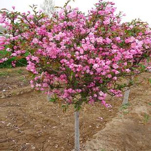 �k���ļ����Ļ����������������Ļ�ͥԺ�̨�ͺ�����ֲ�ﴹ�z����