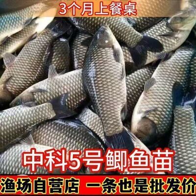 Аутентичный Zhongke № 5 Crucian Carp Fry Project Project Crucian Carp пресной водой аквакультура