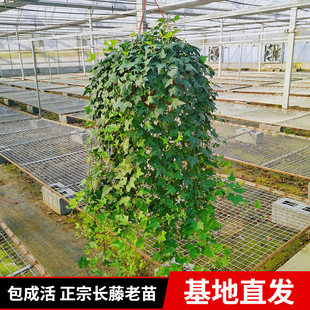 Potted Indoor Green Plants, Hydroponic Spider Orchid, Climbing Vines, Evergreen Vines, Ivy Vines, New House Household Purification Plants