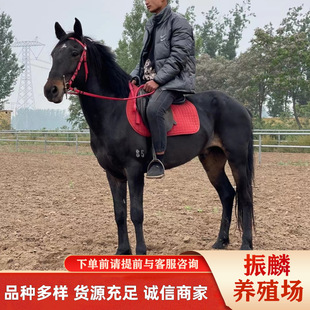 ���� ���U�T���R ��Ѫ�R ��Ѫ�R �ɹ��R �Rƥ�Bֳ �������R