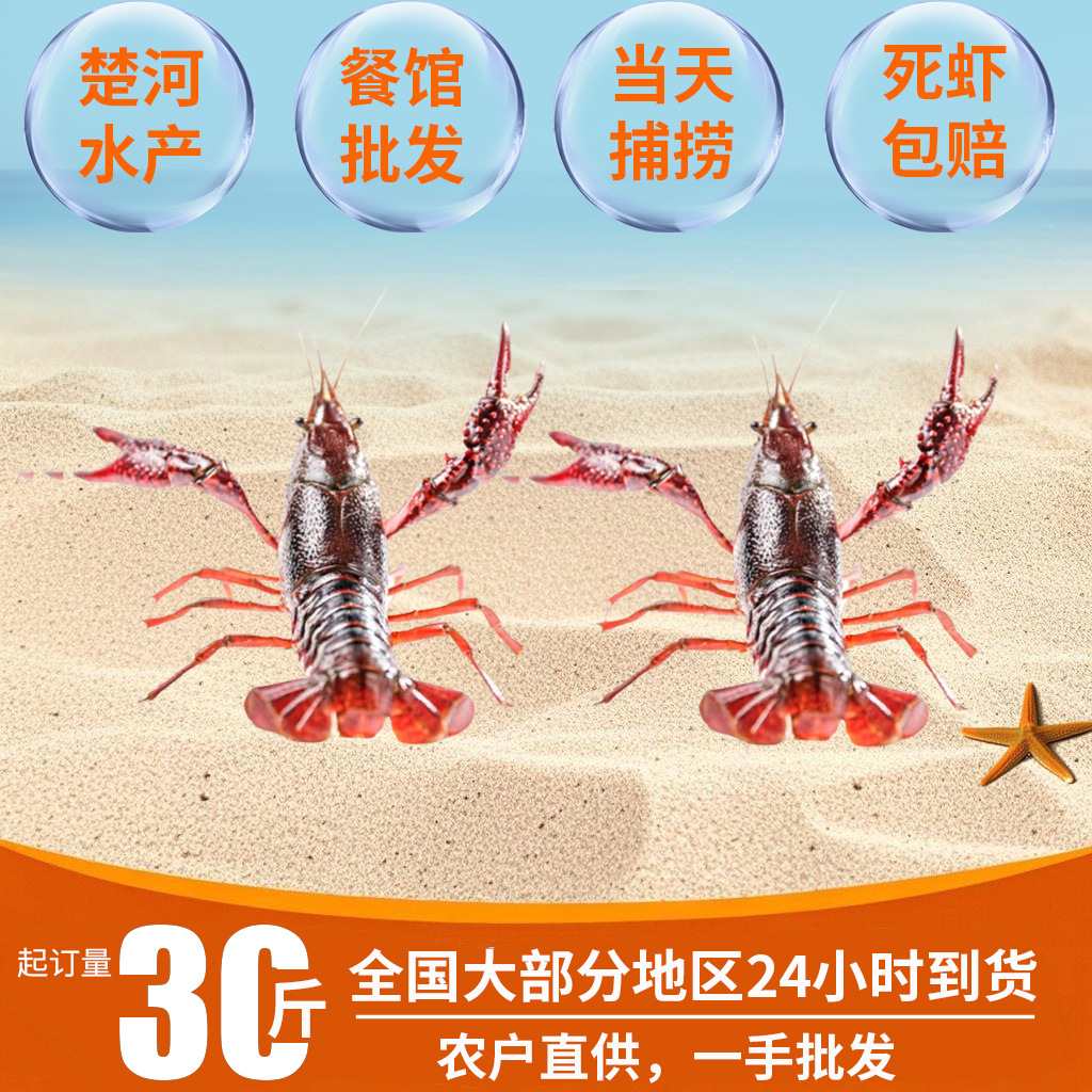 小龙虾鲜活活虾湖北潜江小龙虾商用批发洪湖清水虾小龙虾活物青虾