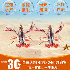 小龙虾鲜活活虾湖北潜江小龙虾商用批发洪湖清水虾小龙虾活物青虾