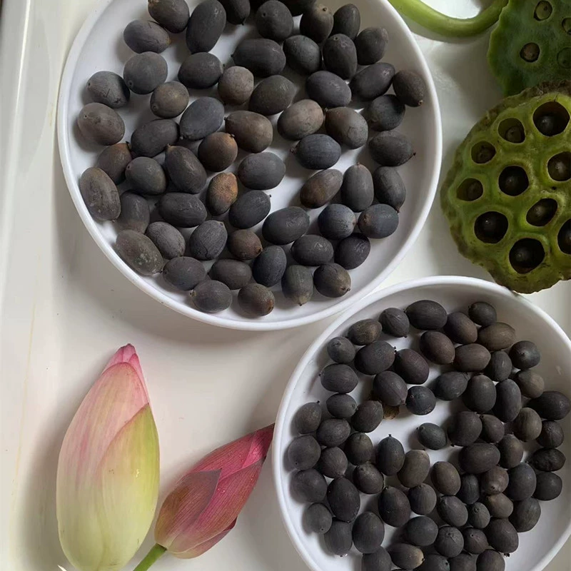 Настоящие декоративные семена лотоса Маленькая миниатюрная миска База для семян лотоса Средние и большие сорта лотоса в горшке оптом