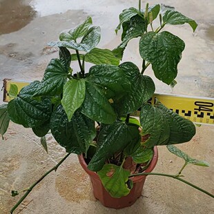 ���X������� �ٺt����r�� ���V��r�������l