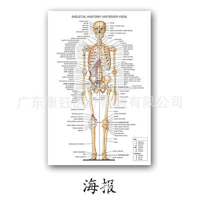 详情图