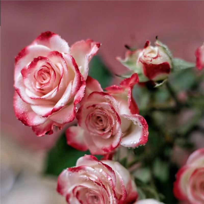 Semillas de flor de rosa, flores grandes, rosas, enredaderas, semillas de flores de rosas, cuatro estaciones, jardín, enredaderas, plantas trepadoras, semillas de flores