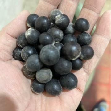 优惠批发优质精选正圆无患子种子  无患子菩提原料