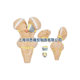 Anatomical Model of Brainstem and Lower Hypothalamic Nuclei