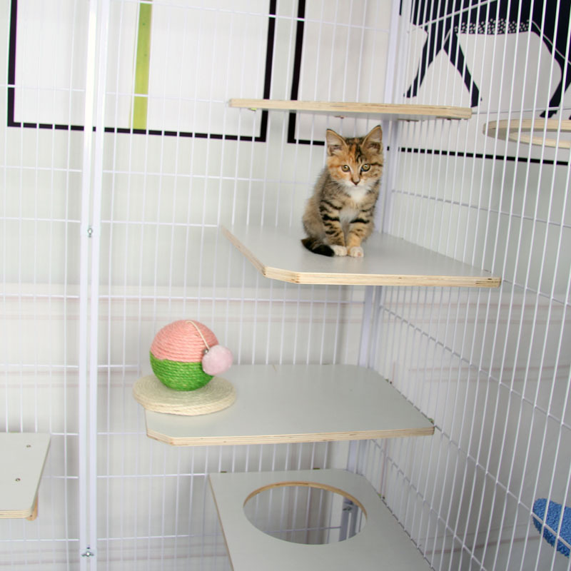 猫籠木のプラットフォームの仕切り板の宇宙透明な猫の巣の猫の穴の猫は棚の猫の跳板の休憩台に登ります。|undefined