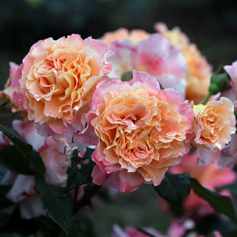 Цельный дропшиппинг, крупные рассады, рассада роз Augusta Louis, цветущие розы, четырехсезонные цветы и лозы в горшках