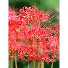 �˰����N������ɳ�A���N�t��ʯ���҃�����ֲ����צ�����Ի��ܷN��