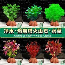 印度小竹节草中后景懒人新手造景虾缸躲避真金鱼藻阴性水草缸活体