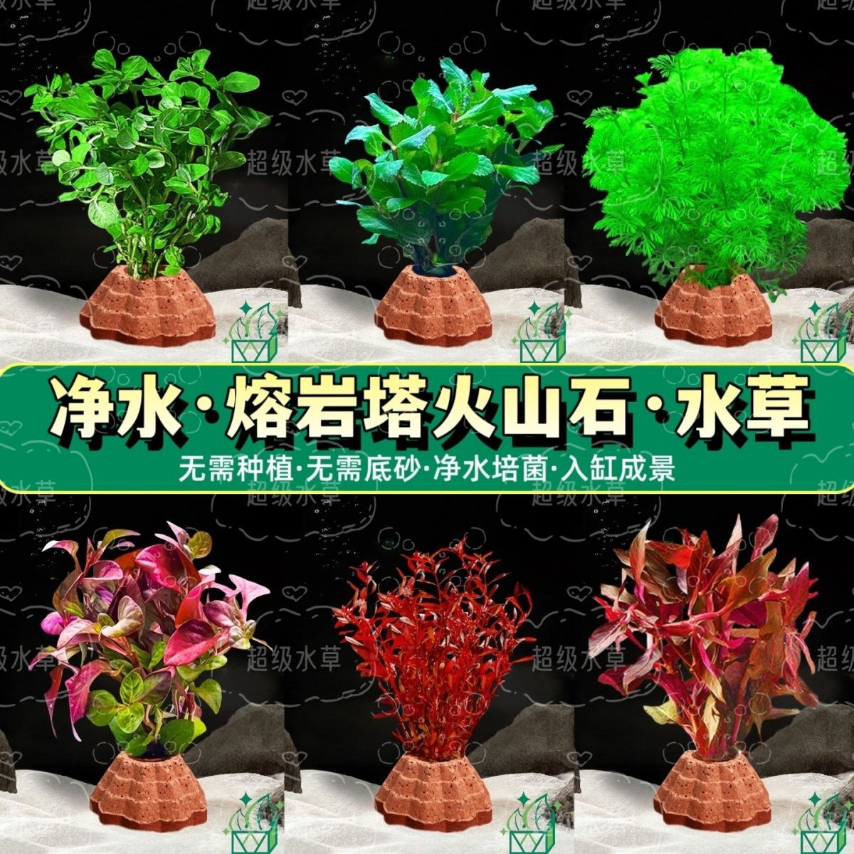 印度小竹节草中后景懒人新手造景虾缸躲避真金鱼藻阴性水草缸活体
