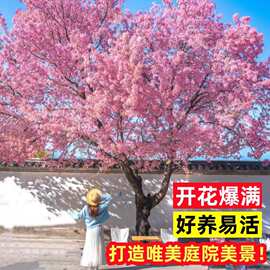 基地批发日本樱花树苗庭院早晚樱树苗正宗绿化苗木工程风景树