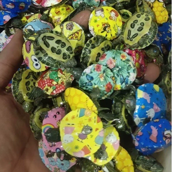 ornamental Brazilian Baby Turtle, colorful varieties, painted or original, with/without box