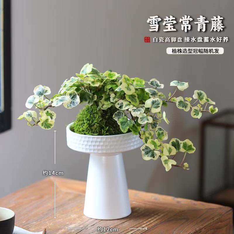 Buca nieve hiedra en maceta interior modelado creativo bonsai balcón sala de estar cesta colgante colgante planta verde