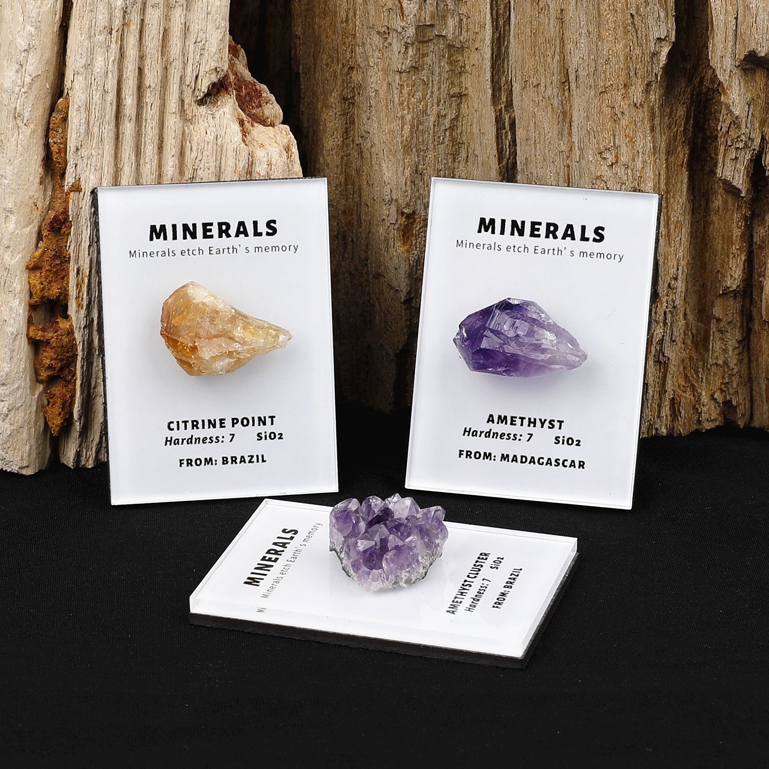 个性天然矿物石标本化石鲨鱼牙菊化石螺冰箱贴创意磁吸小摆件装饰