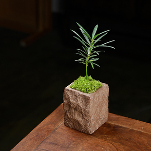 Asparagus Island Podocarpus Fingertip Miniature Potted Tabletop Foliage Plant Thumb Bonsai Mini Green Plant Small Tree Cloud