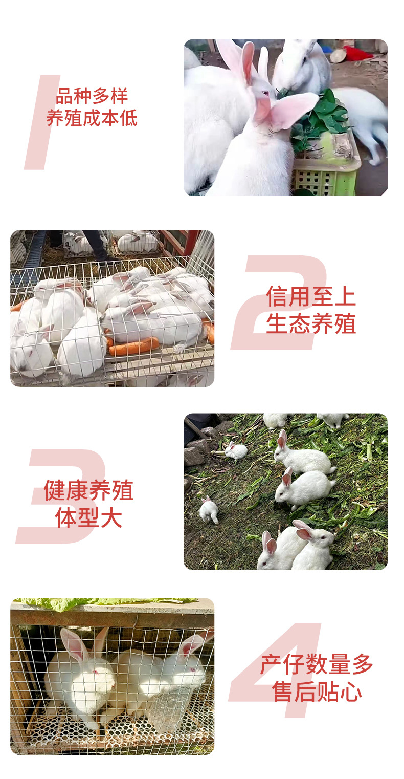 新西兰肉兔详情_03.jpg