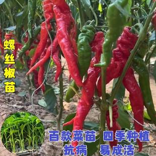 Pepper Seedlings, Pepper Seedlings, Large Fruit Pepper Seeds, Four-Season Pepper Seedlings, Pepper Seeds, Pepper Seeds, Free Shipping
