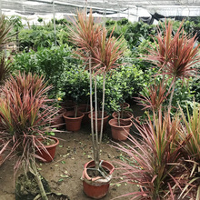 七彩铁大型室内绿植五彩千年木盆栽办公室三色龙血树红竹观叶植物