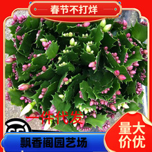 һ�����l��Ʒ�ذ�зצ�mɏ�����Ԏ�������ɫ�����҃��̨С�~ֲ��