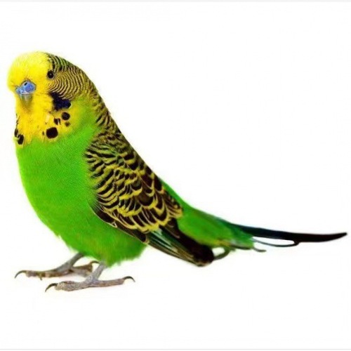 One-piece tiger skin peony black phoenix can breed birdcage talking parrot live baby bird adult hand-raised pet