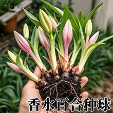重瓣香水百合花种球室内带花苞盆栽种植苗花卉耐热鲜花绿植花苗