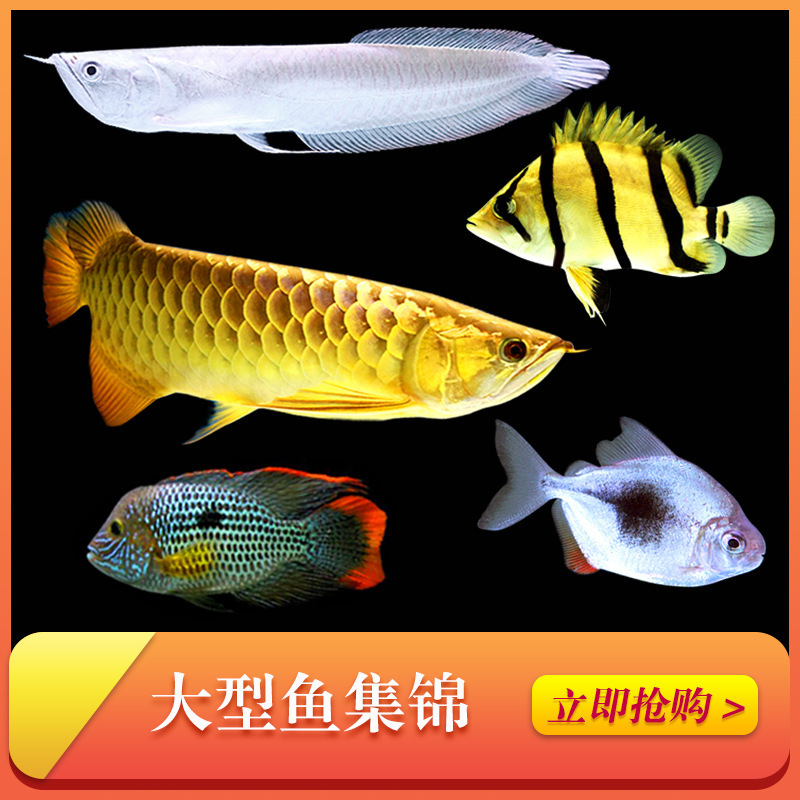 战船金龙罗汉热带观赏鱼鹦鹉鱼鱼红龙鱼wlb淡水猫配鱼地图鱼