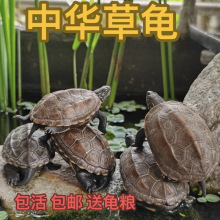 中华草龟小乌龟活的草龟外塘长寿龟金线草龟宠物草龟墨龟中国小型