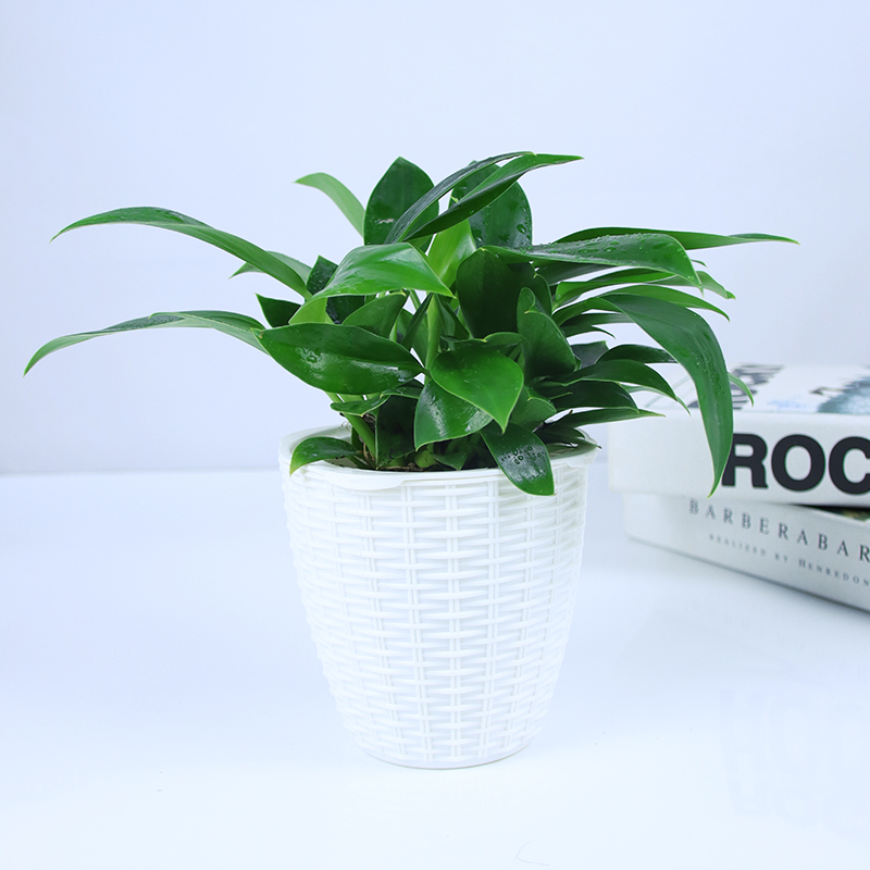 금다이아몬드 3개 + 흰대나무 바구니 세면대 중형 + 영양액✓