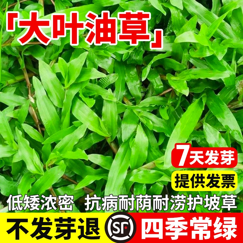 Настоящие семена масляной травы с крупными листьями, семена ковровой травы для зеленения двора, семена четырехсезонной вечнозеленой газонной травы без обрезки.